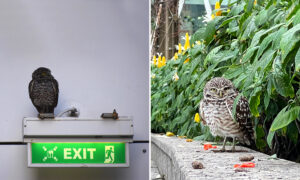 Owl Goes on an Accidental Caribbean Vacation After Stowing Away on World’s Second-Largest Cruise Ship
