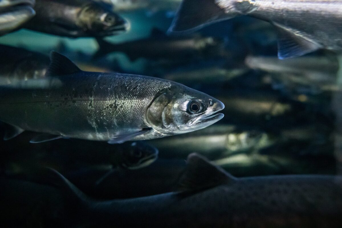 NextImg:Changing Salmon Hatchery Release Practices Can Improve Survival Rates: BC Study