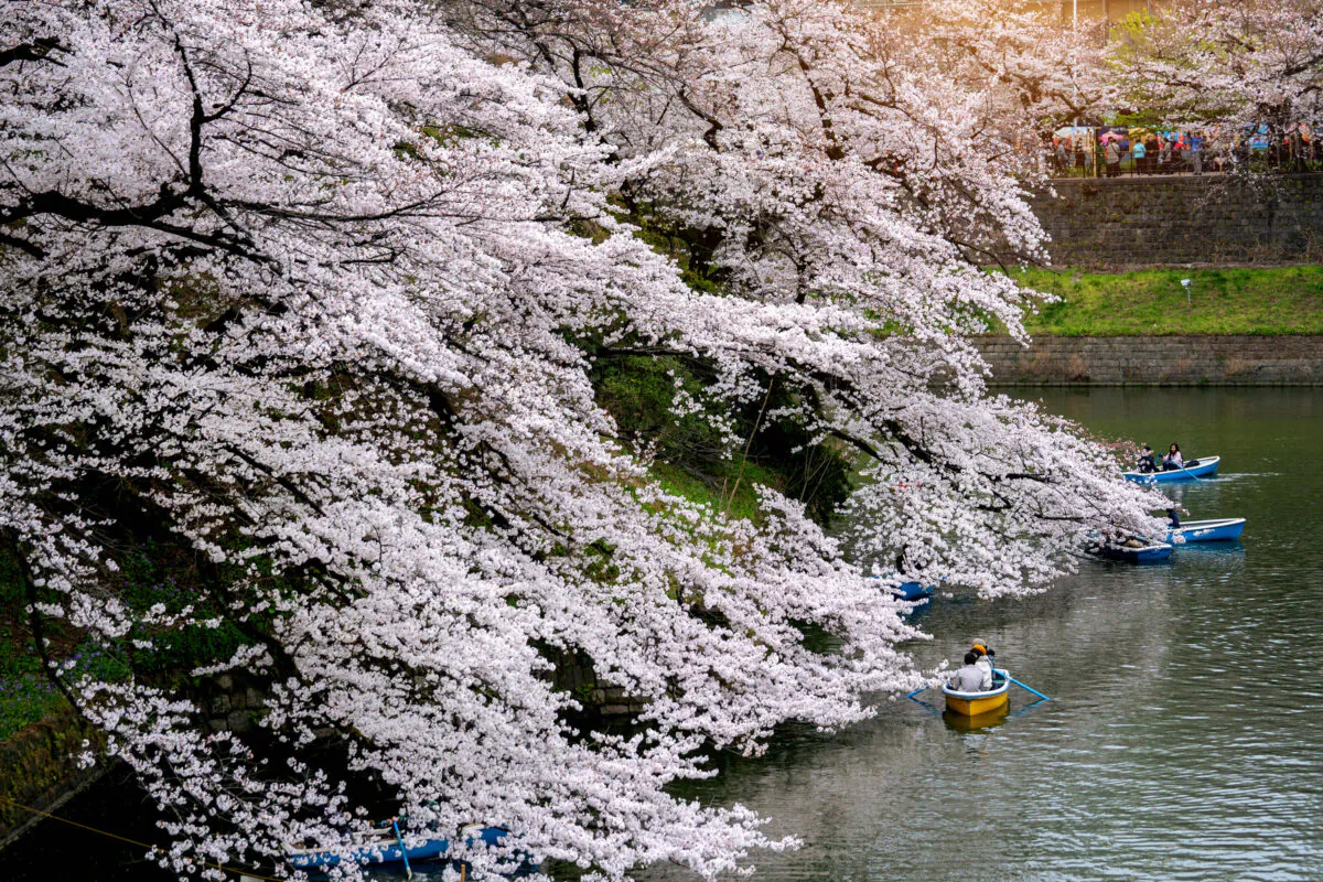 Cherry blossoms at Chidorigafuchi Park in Tokyo. (Tawatchai Prakobkit/Dreamstime/TNS)