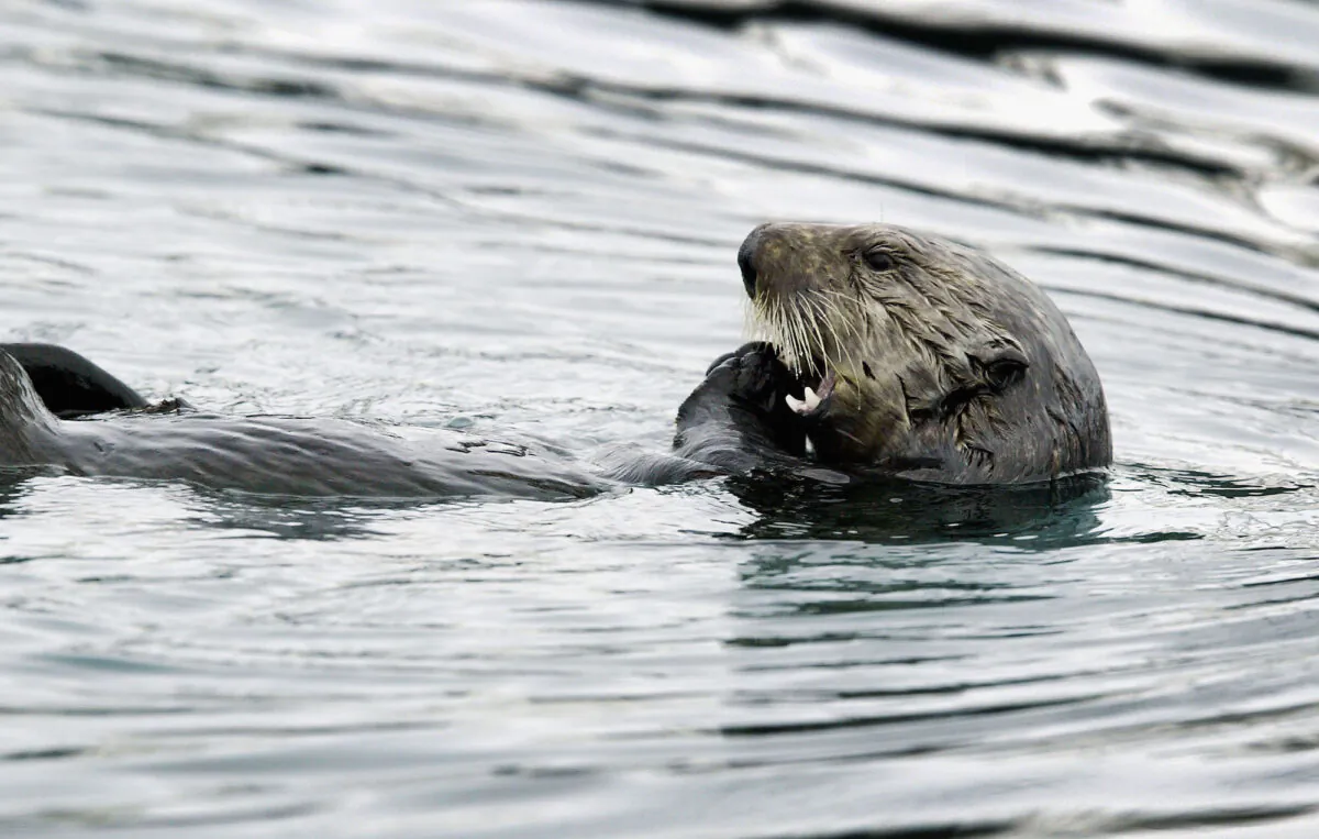 In this file photo taken in 2004, a sea otter feeds near Valdez, Alaska. (David McNew/Getty Images)