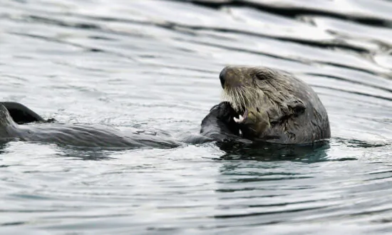 Rare Strain of Parasite That Killed California Sea Otters May Threaten Humans, Scientists Say