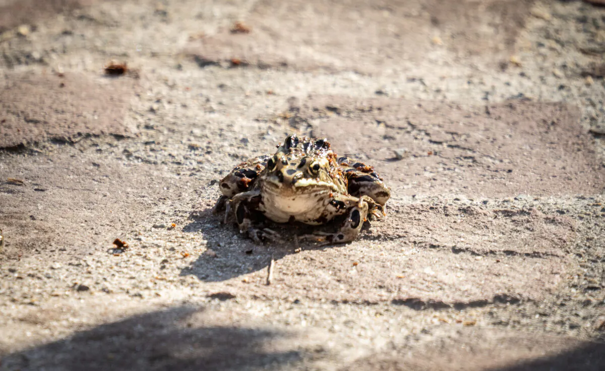 A frog competes at the seventh annual Frog Jumping Contest in San Juan Capistrano, Calif., on March 24, 2023. (John Fredricks/The Epoch Times)