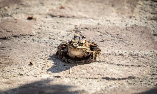 ‘Tastes Like Chicken’ Wins Annual Frog Jumping Contest in San Juan Capistrano