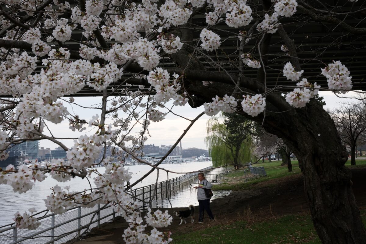 LIVE 1:45 PM ET: Washington Is Abloom With Cherry Blossoms