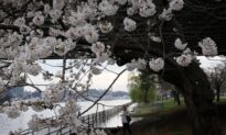 LIVE NOW: Washington Is Abloom With Cherry Blossoms