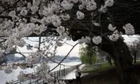 Washington Is Abloom With Cherry Blossoms