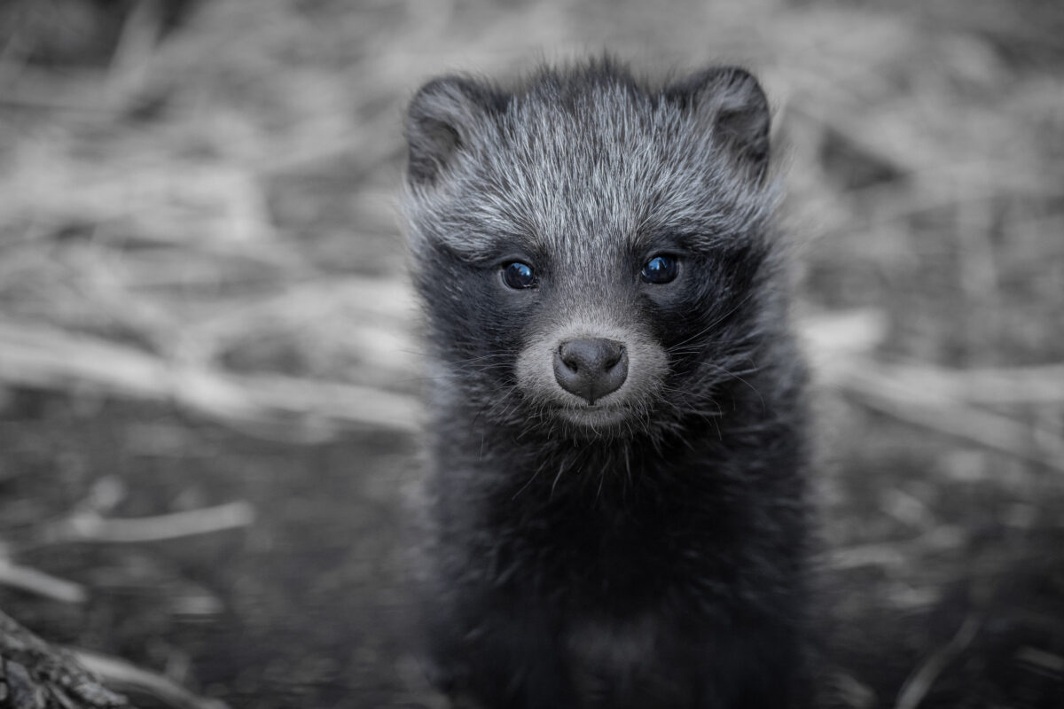 NextImg:Major Media Fall for Fake Wuhan Raccoon Dog Story