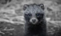 Major Media Fall for Fake Wuhan Raccoon Dog Story