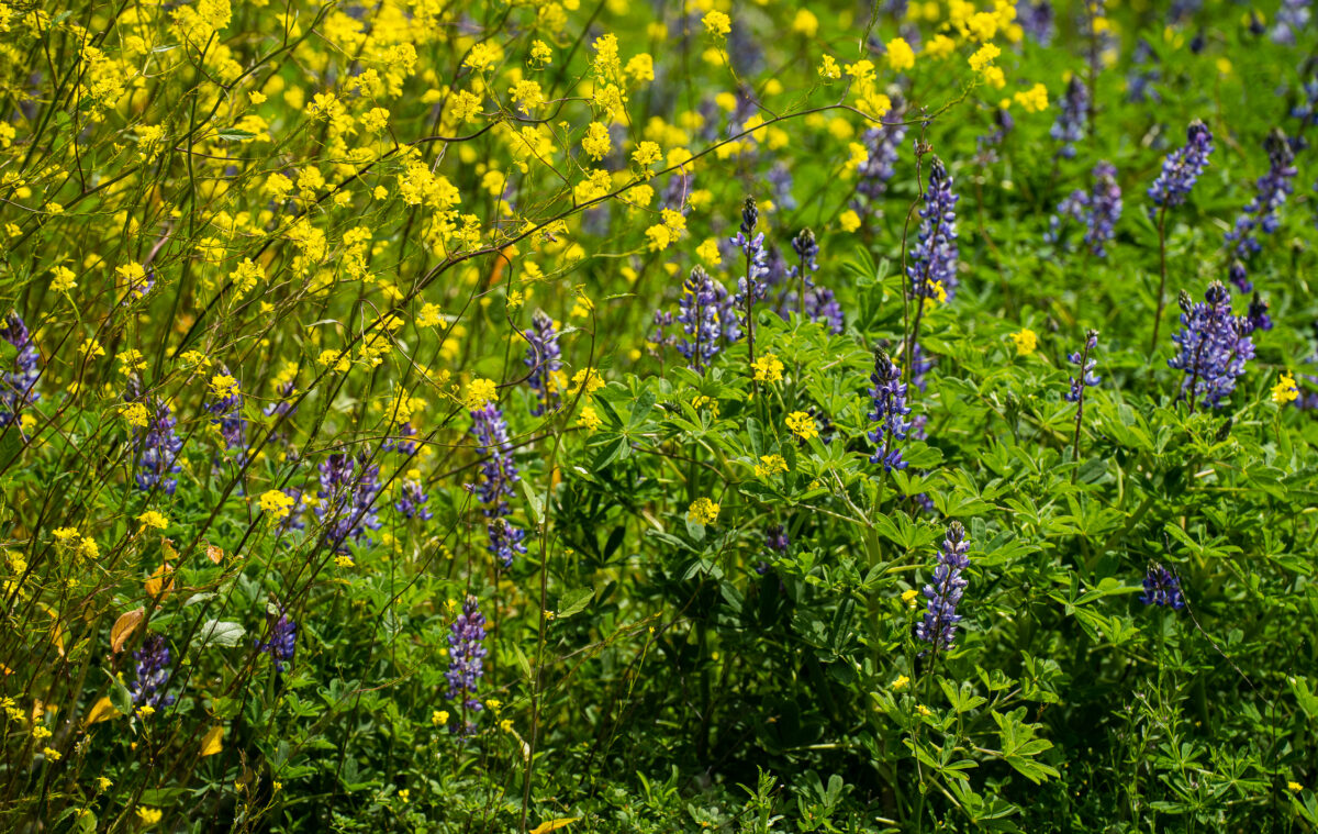 NextImg:Wildflowers Blossom at Peters Canyon Regional Park