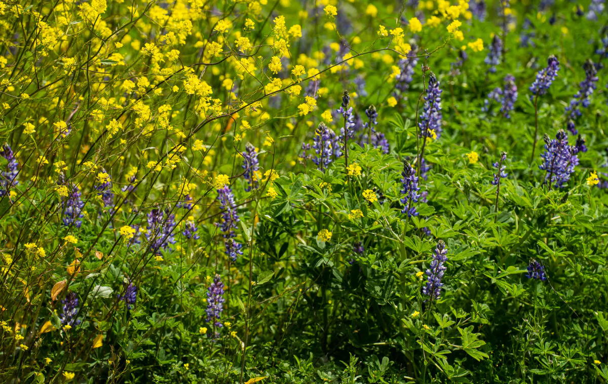 Flowers bloom along the trails of Irvine Regional Park in Tustin, Calif., on March 27, 2023. (John Fredricks/The Epoch Times)