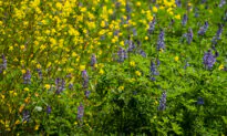 Wildflowers Blossom at Peters Canyon Regional Park