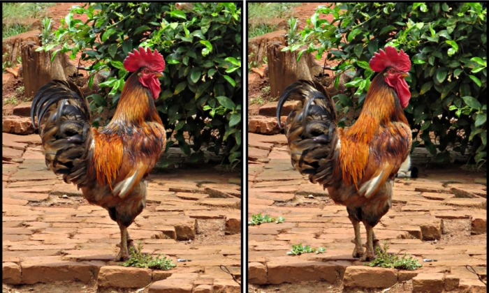 Spot the Difference Daily – Can You Find the 10 Differences?