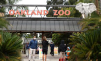Oakland Zoo Recovers 5 of 6 Birds That Escaped Storm-Damaged Aviary