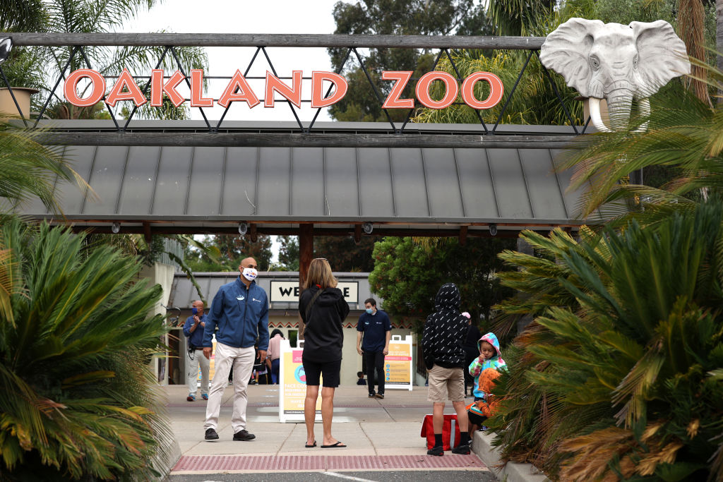 NextImg:Oakland Zoo Recovers 5 of 6 Birds That Escaped Storm-Damaged Aviary