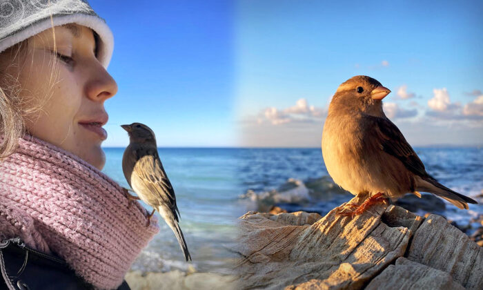 VIDEO: Couple Brings Baby Sparrow Home Just to Keep Her Alive—3 Years Later, They're Inseparable