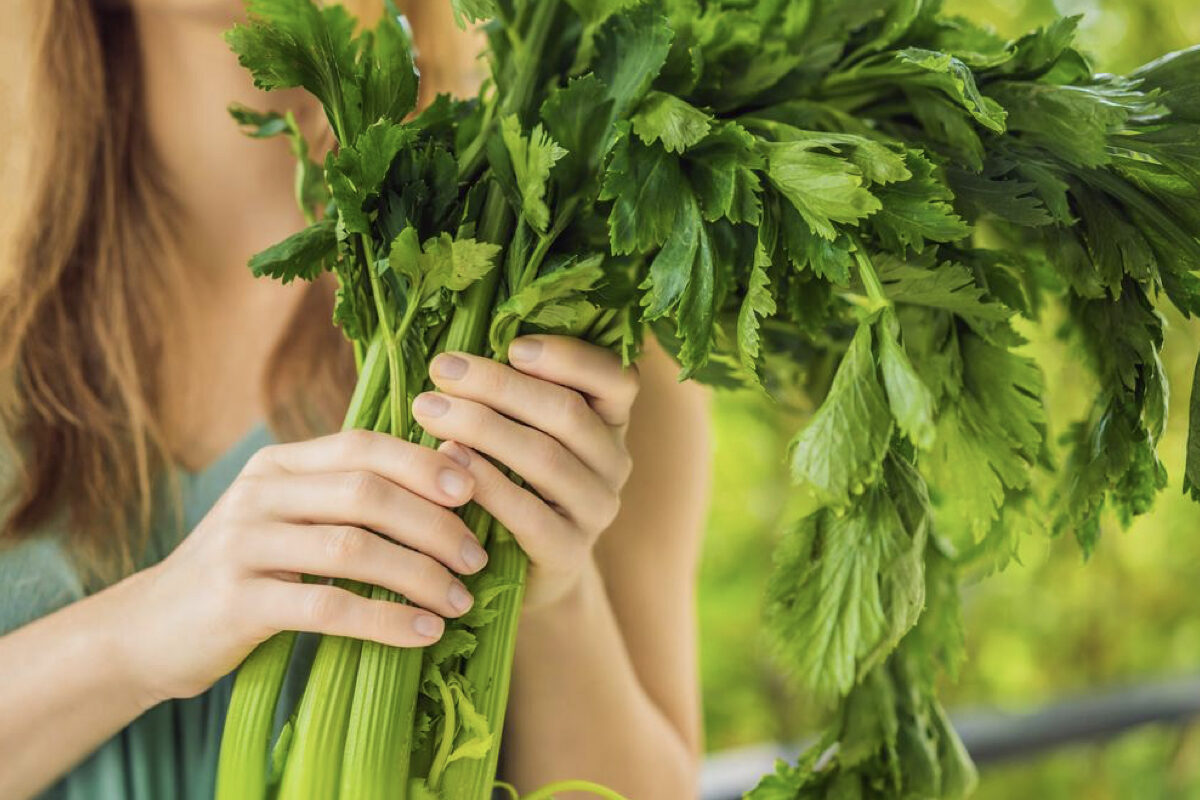 NextImg:6 Major Health Benefits of Celery, 4 Types of People Should Avoid It