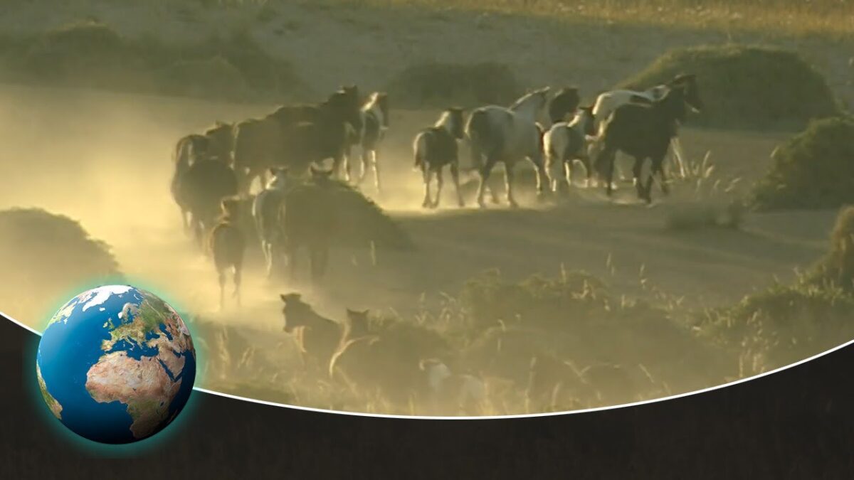 NextImg:The Reliable Horses of Genghis Khan