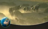 The Reliable Horses of Genghis Khan