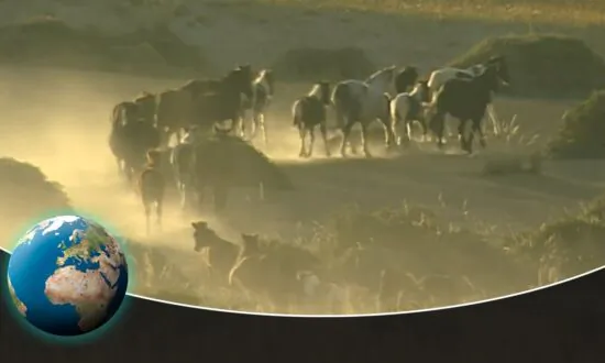 The Reliable Horses of Genghis Khan