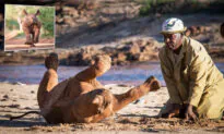 Rhino, 4, Who Was Rescued as a Calf After His Mom Died Remains Very Attached to the Keepers Who Have Cared for Him