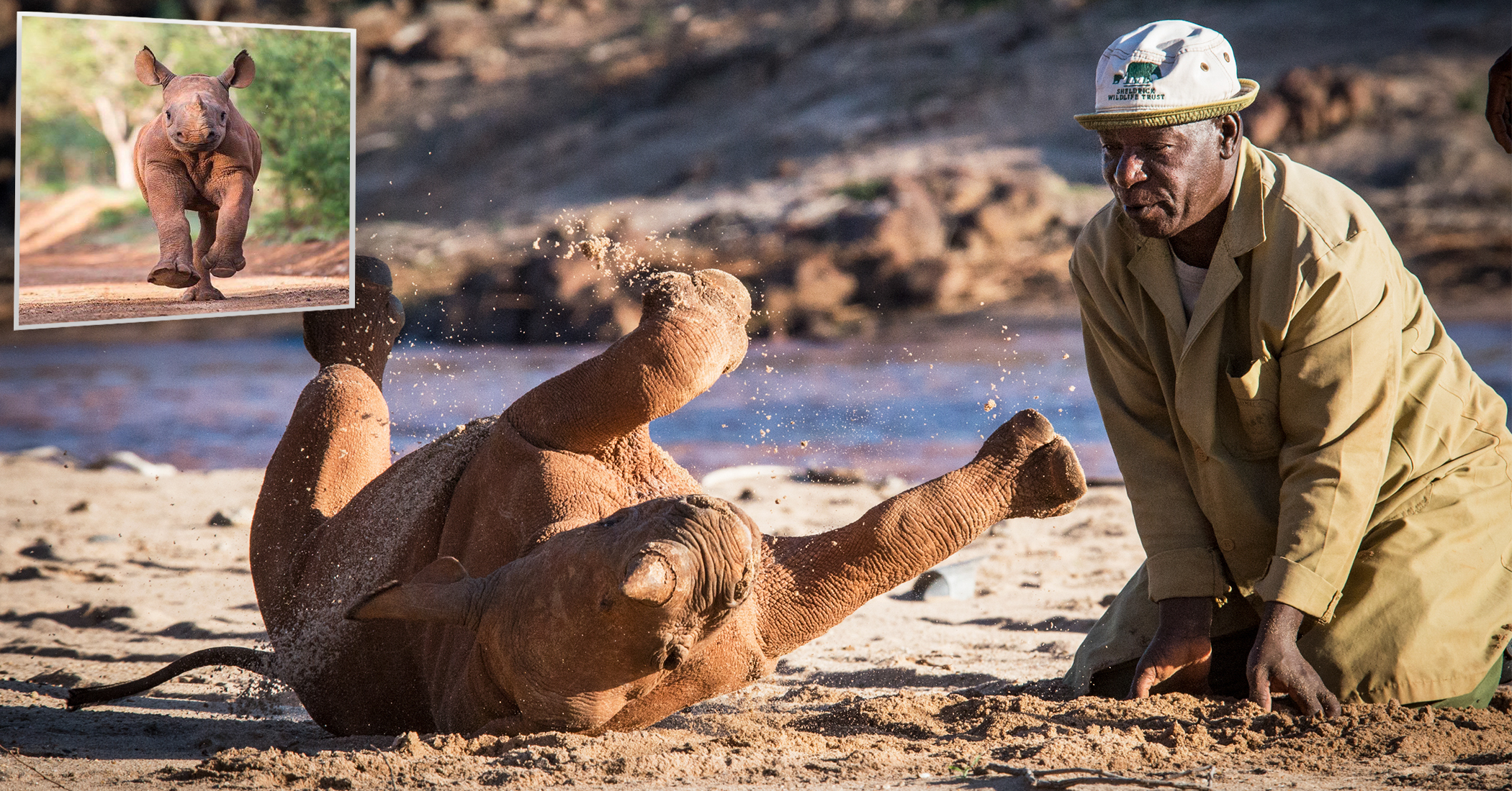 NextImg:Rhino, 4, who was rescued as a calf after his mom died remains very attached to the keepers that have cared for him