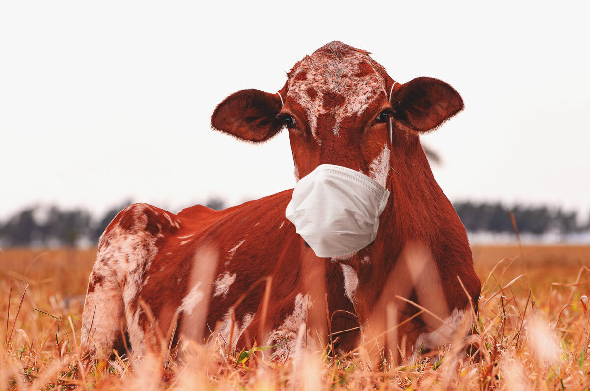 NextImg:‘Smart’ Masks for Cows? Gates Invests $4.7 Million in Data-Collecting Faceware for Livestock