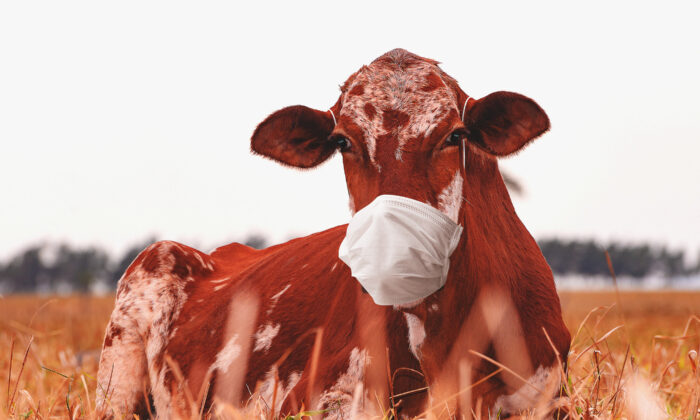 'Smart' Masks for Cows? Gates Invests $4.7 Million in Data-Collecting Faceware for Livestock