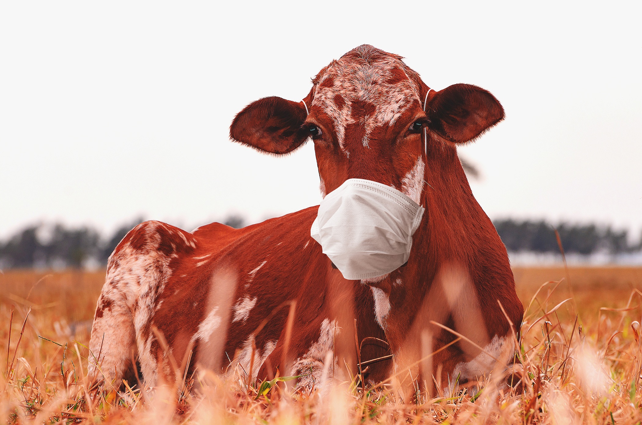 'Smart' Masks for Cows? Gates Invests $4.7 Million in Data-Collecting Faceware for Livestock - Vimarsana News