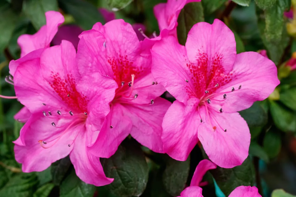 Most (but not all) Azaleas require good drainage and acidic soil. (Sarkar Nataliia/Shutterstock)