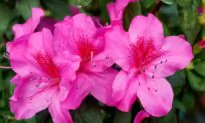 Azalea Care