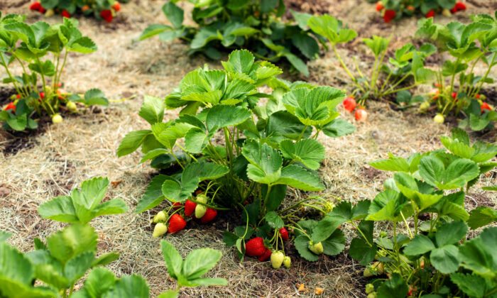 Backyard Berries, a Gardener’s Dream