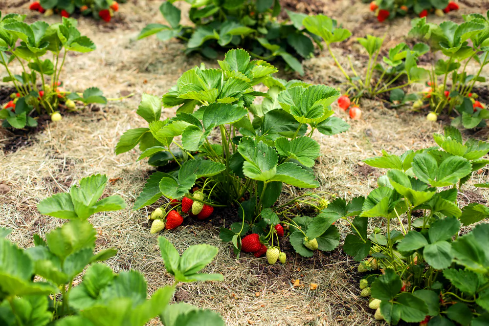 Berries are easy to grow, robust, and dependable.(Arina Makarenko/Shutterstock)