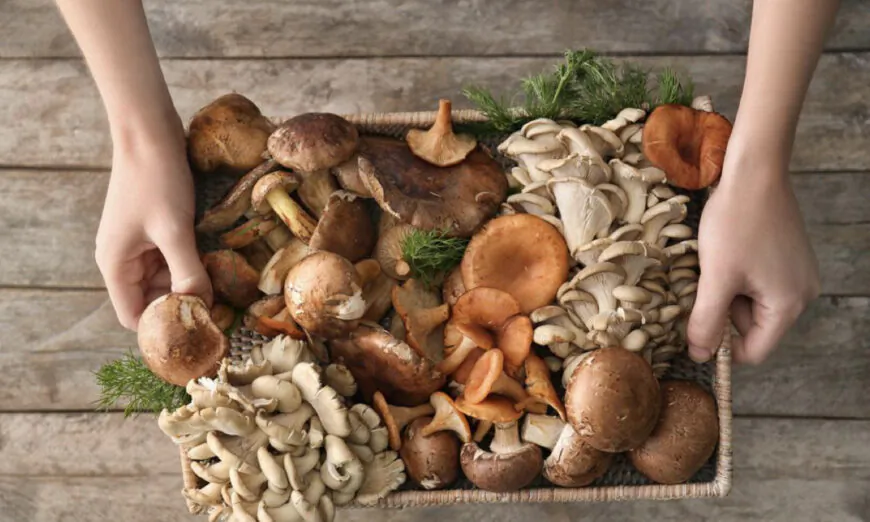 Studies have confirmed that mushrooms can help prevent cognitive impairment. Taiwan traditional Chinese medicine (TCM) physician Hu Naiwen shares his insight on how to select and prepare mushrooms to get the best from meals. (Shutterstock)