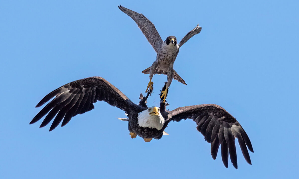 Photographer Captures Peregrine Falcon ‘Determined’ To Keep Bald Eagle ...