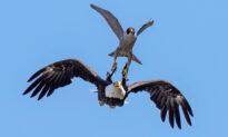 Photographer Captures Peregrine Falcon ‘Determined’ to Keep Bald Eagle Away From Its Nest Forever