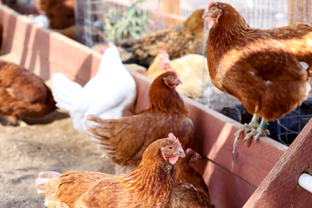 Rescued chickens gather in an aviary at Farm Sanctuary’s Southern California Sanctuary in Acton, Calif., on Oct. 5, 2022. (Mario Tama/Getty Images)