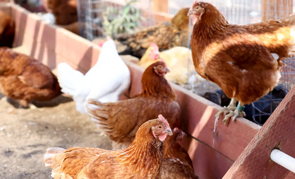 Chickens gather in an aviary. (Mario Tama/Getty Images)