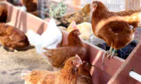Victorian Egg Farm Under Lockdown After Bird Flu Detected