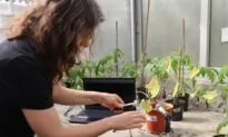 Plants Sound-Off When Under Stress: Study