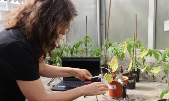 Plants Sound-Off When Under Stress: Study
