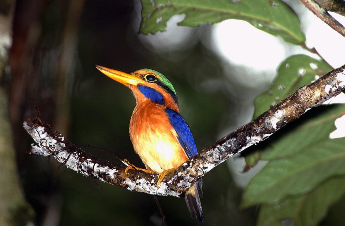 NextImg:Gerard Manley Hopkins's Sonnet: 'As Kingfishers Catch Fire'