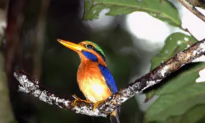 Gerard Manley Hopkins’s Sonnet ‘As Kingfishers Catch Fire’