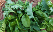 Potential Problems From Eating Too Much Kale or Spinach