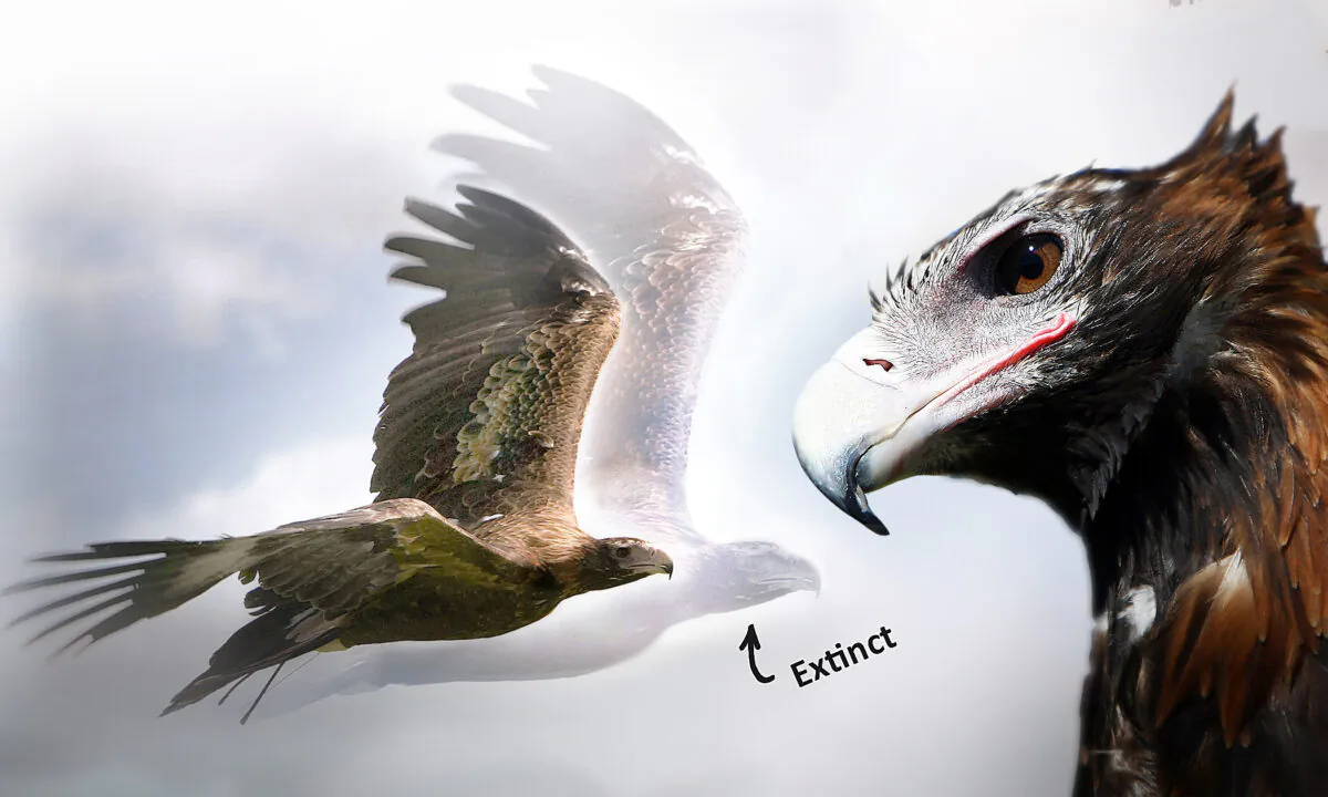 Left: (TORSTEN BLACKWOOD/AFP via Getty Images); Right: (Mark Kolbe/Getty Images)