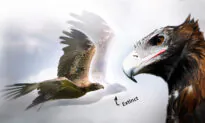 Paleontologists ‘Discover’ Fossil of Giant Extinct Eagle That Dwarfed Modern Raptors, Could Kill Kangaroo