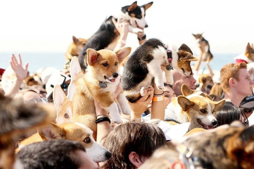 Owners celebrate Corgi Beach Day with their dogs in Huntington Beach, Calif. (Courtesy of So Cal Corgi Nation)