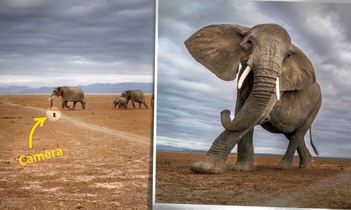 Photographer Risks Camera to Capture Herd of Elephants Up Close—And They Lumber So Close It’s Scary