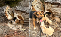 Mama Dog Runs Up to a Woman in Parking Lot and Leads Her to a Fallen Log With 16 Puppies Behind