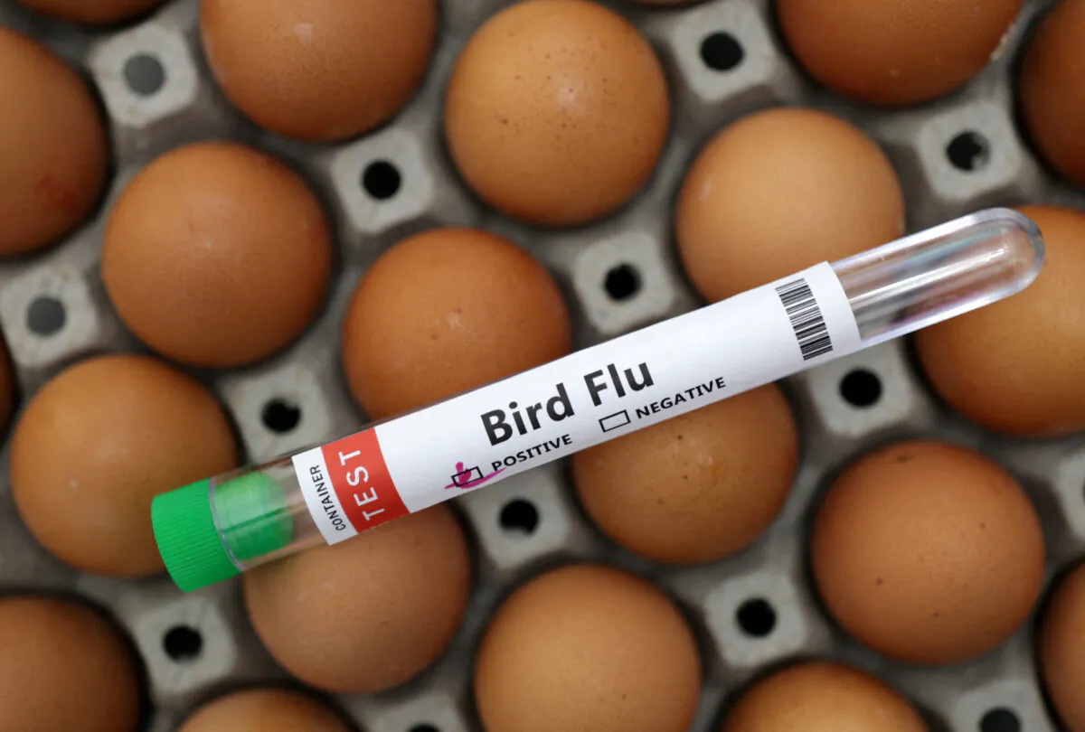 A test tube labelled "Bird Flu" and eggs in a picture illustration on Jan. 14, 2023. (Dado Ruvic/Illustration/Reuters)