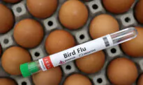 US Restricts Poultry Imports From Australian State Following Bird Flu Outbreak